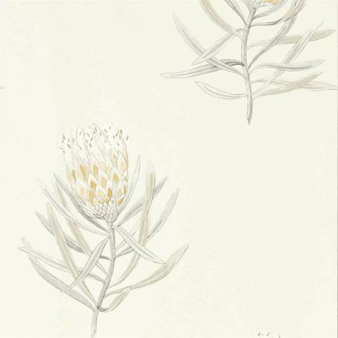 Sanderson Art of the Garden Wallpapers Protea Flower Wallpaper - Daffodil/Natural - DART216328